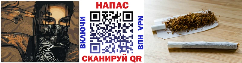Купить закладки  Канаш  Конопля сатива 